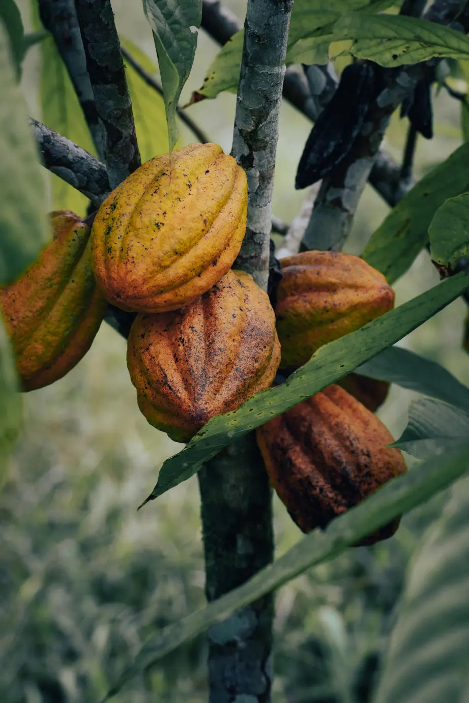 arbore de cacao pentru ceremonie de cacao